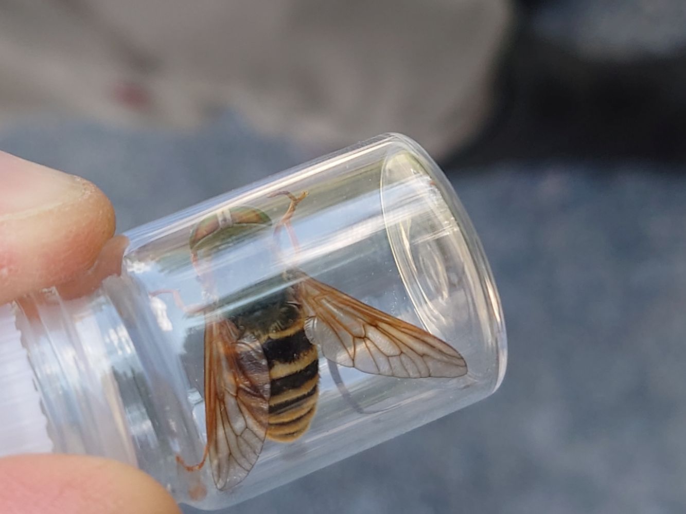 Insect in a jar
